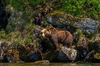 Bears: how not to bother them? Research continues in South Kamchatka Federal Reserve. . Фото 2