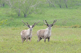 Photo: F. Kazansky ''Wild reindeer''