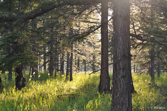 It’s Fire Season: forests and tundra sites of Kronotsky reserve are temporarily closed for visitors. Фото 2