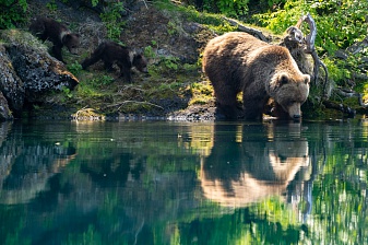 Bears: how not to bother them? Research continues in South Kamchatka Federal Reserve. . Фото 4