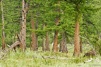 It’s Fire Season: forests and tundra sites of Kronotsky reserve are temporarily closed for visitors. Фото 1