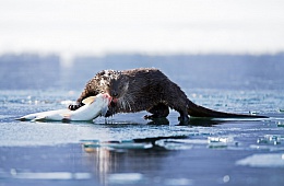 Photo: G. Yusin ''River otter''