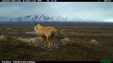 Project team “Kamchatka. The Foxes Tale” makes the film's main characters suspicious. Фото 6