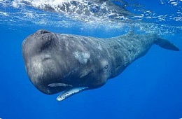 Северный кашалот (Physeter catodon catodon) — отряд Китообразные, семейство Кашалотовые