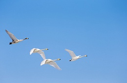 Photo: G. Yusin ''Swans''