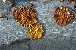 Photo: I. Shpilenok ''Leaves in the thermal spring''