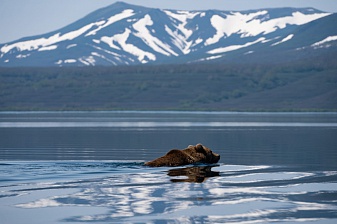 Bears: how not to bother them? Research continues in South Kamchatka Federal Reserve. . Фото 3