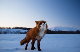 Photo: G. Yusin ''Foxes''