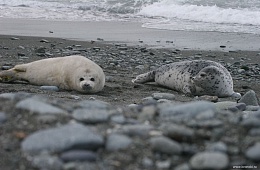 Larga with an adult cub, Utashud island. Photo: V. Vertyankin