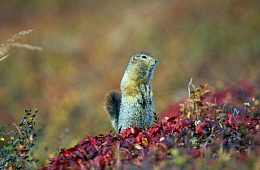 Photo: I. Shpilenok ''Beringian ground squirrel''