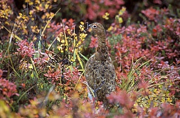 Photo: I. Shpilenok ''ptarmigan''