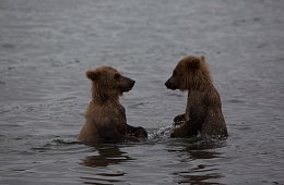Photo: D. Budkov
