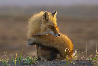 Penelope awaits while Veter is rambling: foxes filming continued. Фото 7