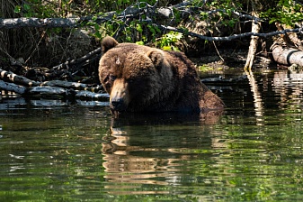 Bears: how not to bother them? Research continues in South Kamchatka Federal Reserve. . Фото 5