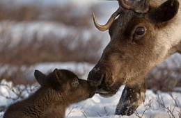 Камчатский северный олень (Rangifer tarandus phylarchus) — отряд Парнокопытные, семейство Оленьи. 