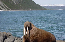 Photo: E. Filippova "Walrus".