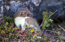 Photo: D. Budkov ''Ermine''