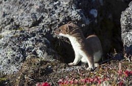 Photo: D. Budkov ''Ermine''