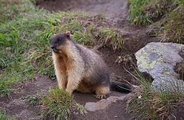 Photo: D. Budkov ''marmot''
