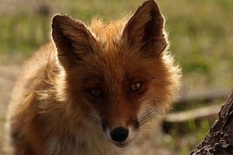 The shooting of the film “Kamchatka. A story in foxes." begins in the Kronotsky Reserve. Фото 3