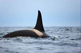 Косатка (Orcinus orca) — отряд Китообразные, семейство Дельфиновые. 