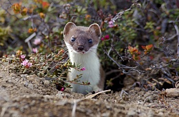 Photo: I. Shpilenok ''Ermine''