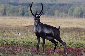 The number of wild reindeer is growing in the Kronotsky reserve. Фото 4