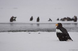 Photo: I. Shpilenok