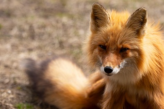 Penelope awaits while Veter is rambling: foxes filming continued. Фото 6