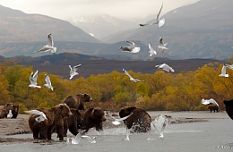 Photo: S. Bezrukov