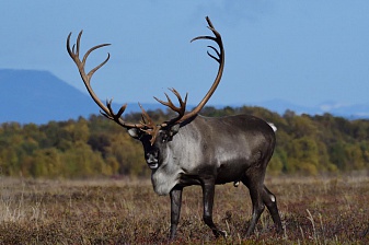 The number of wild reindeer is growing in the Kronotsky reserve. Фото 3
