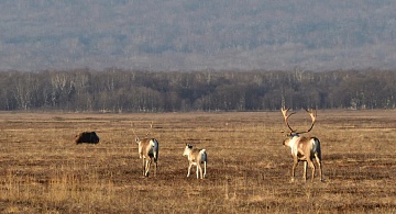 The number of wild reindeer is growing in the Kronotsky reserve. Фото 6