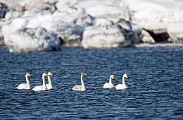Photo: G. Yusin ''Swans''