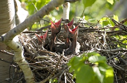 Photo: N. Solovyov "Little ravens»