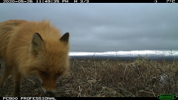 Project team “Kamchatka. The Foxes Tale” makes the film's main characters suspicious. Фото 8