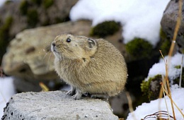 Камчатская северная пищуха (Ochotona hyperborea ferruginea) — отряд Зайцеобразные, семейство Пищуховые. 