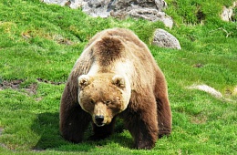 Камчатский бурый медведь (Ursus arctos piscator) — отряд Хищные, семейство Медвежьи. 