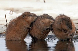 Ондатра (Ondatra zibethicus) — отряд Грызуны, семейство Хомяковые