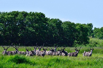 Scientists: Kamchatka's wild reindeer are unique. Фото 3