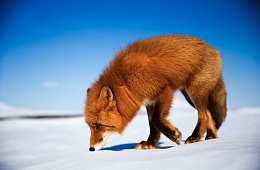 Photo: G. Yusin ''Fox''