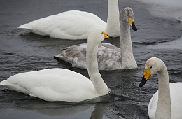 Photo: D. Budkov ''Swans''