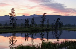 Photo: I. Shpilenok ''Larch in the sunset''