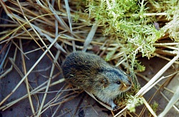 Камчатский лемминг (Lemmus flavescens) — отряд Грызуны, семейство Хомяковые.
