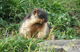 Камчатский черношапочный сурок (Marmota camtschatica camtschatica) — отряд Грызуны, семейство Беличьи. 