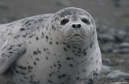 Molting larga cub, Utashud island Photo: V. Vertyankin