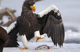 Photo: I. Shpilenok ''Stellers eagle''