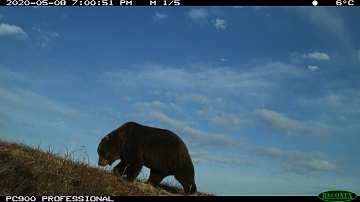Project team “Kamchatka. The Foxes Tale” makes the film's main characters suspicious. Фото 12