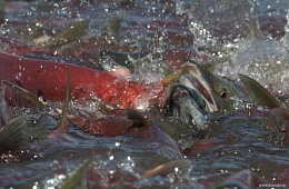 Sockeye salmon Photo: P. Shpilenok