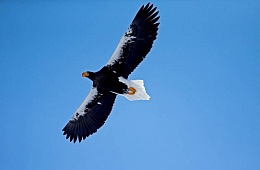Photo: G. Yusin ''Stellers eagle''