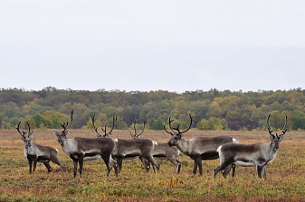 The number of wild reindeer is growing in the Kronotsky reserve. Фото 5